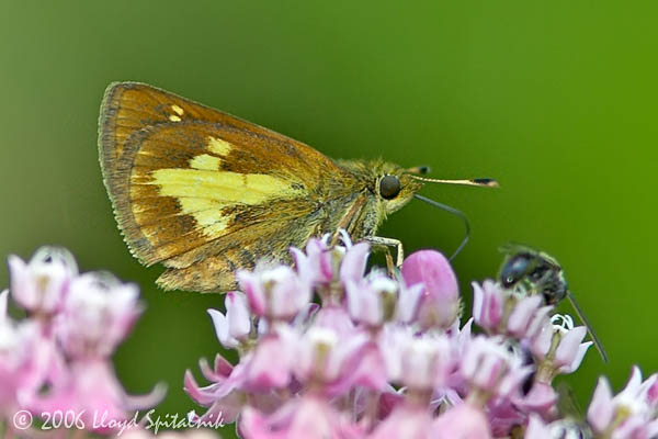 Mulberry Wing