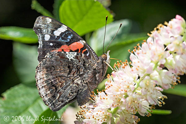 Red Admiral