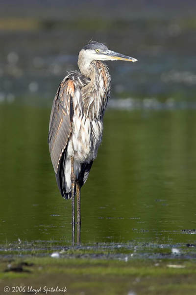 Great Blue Heron (juvenile)