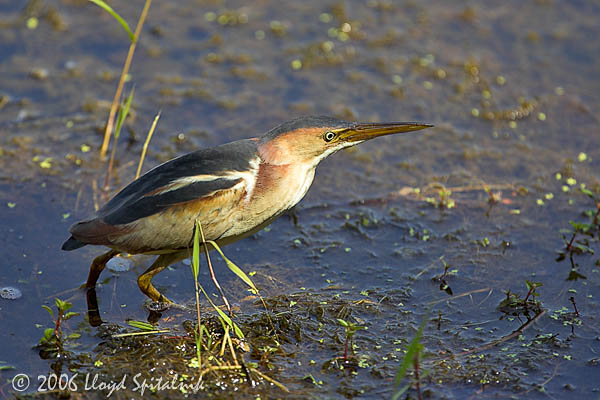 Least Bittern