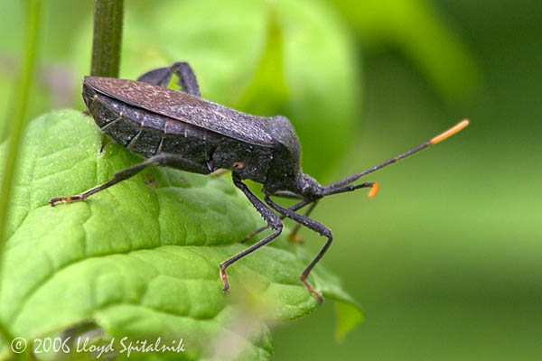 Leaffooted Bug