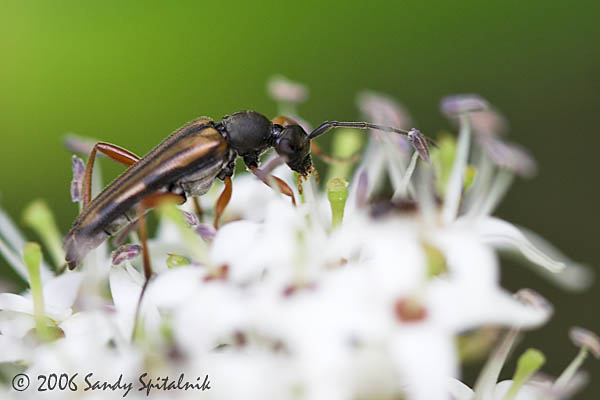  Flower Longhorned Beetle