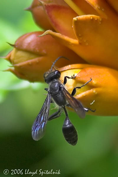 Grass-carrying Wasp