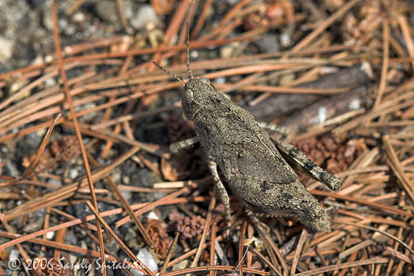 Carolina Grasshopper  (nymph)