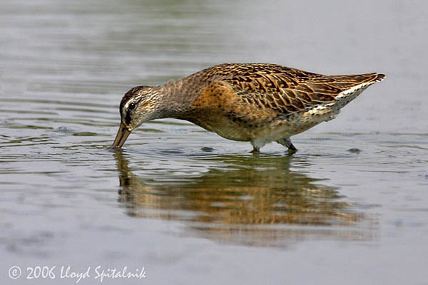 Short-billed Dowitcher (Juvenile)