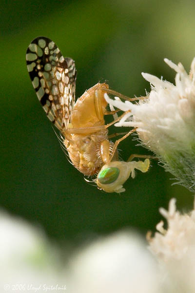 Fruit Fly