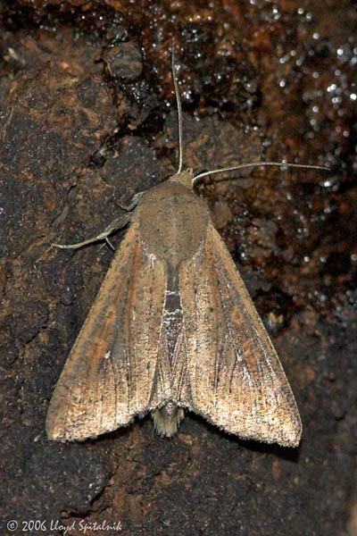 Armyworm Moth (Owlet Moth)