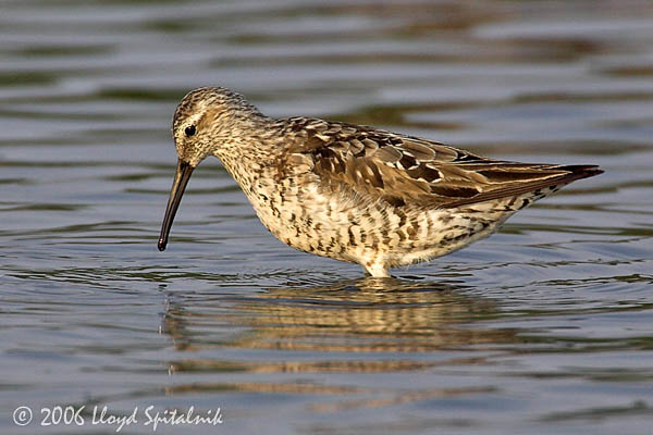 Stilt Sandpiper