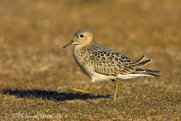Buff-breasted Sandpiper