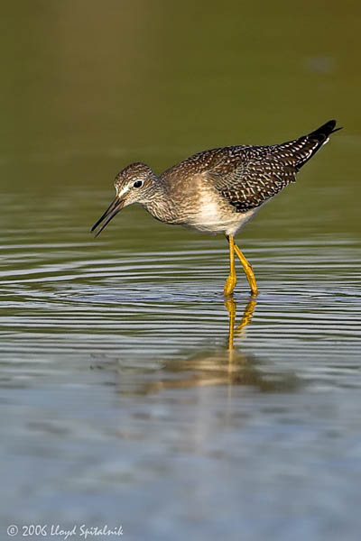 Lesser Yellowlegs