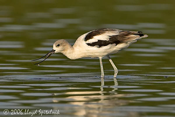 American Avocet