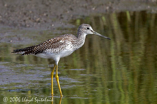 Greater Yellowlegs (juvenile)