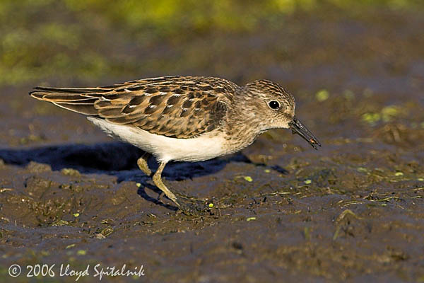 Least Sandpiper 