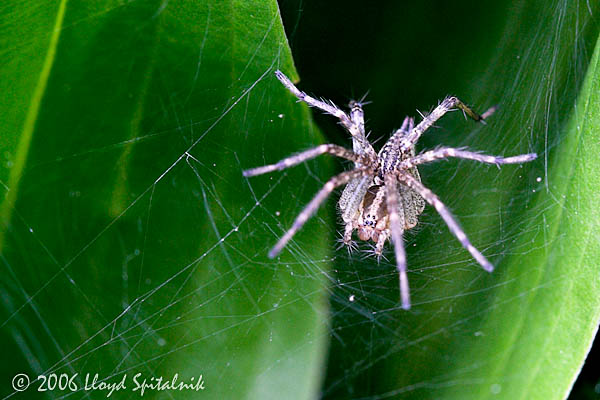 Funnel-web Spider (Grass Spider)