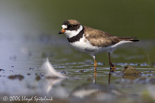 Semipalmated Plover