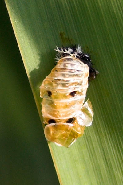  Ladybird  (Empty Pupal Case)