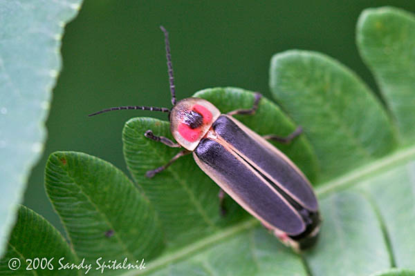Firefly