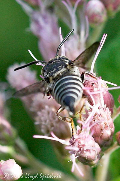 Leaf-cutter Bee