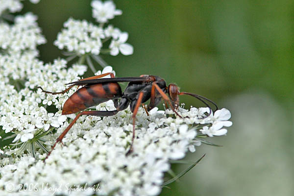 Spider Wasp