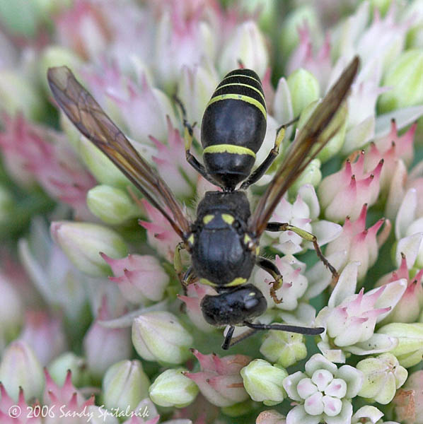 Mason Wasp