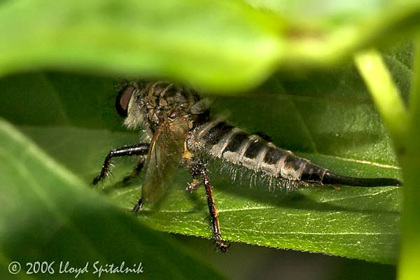 Robber Fly (female)