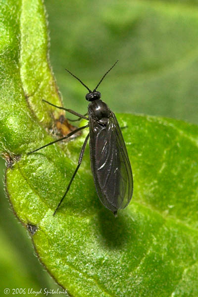 Dark-winged Fungus Gnat (female)