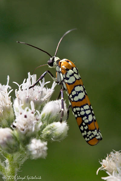 Ailanthus Webworm