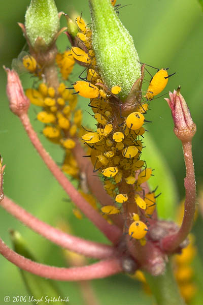 Oleander Aphids