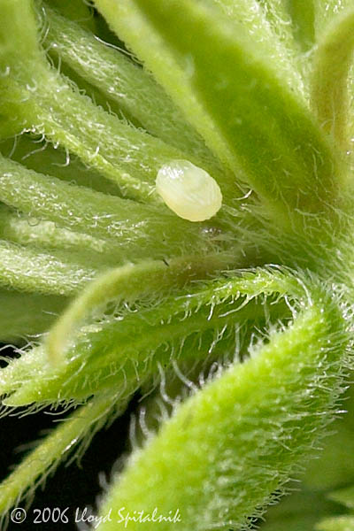 Monarch Butterfly Egg