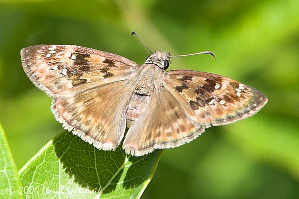 Horaces Duskywing