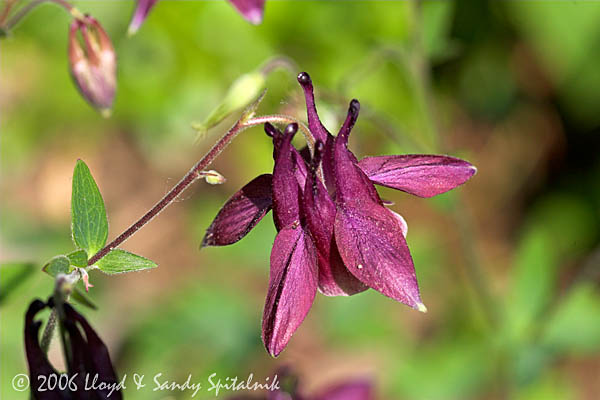 Columbine