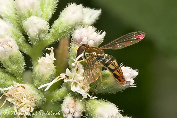 Syrphid Fly (male)