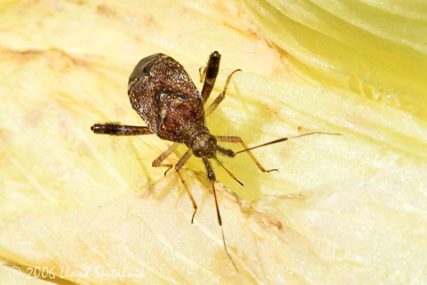 Plant Bug