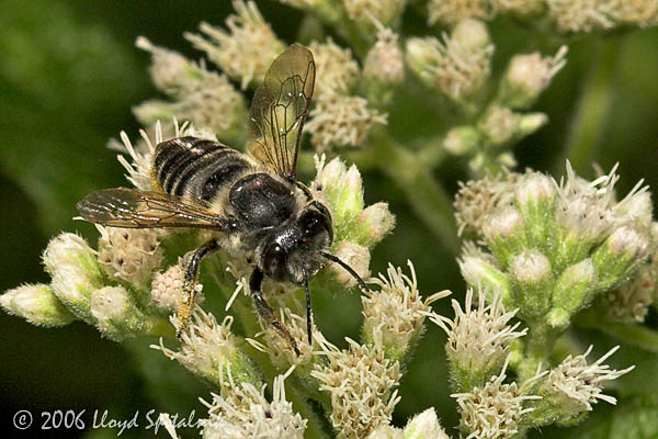 Leaf-cutter Bee (female)