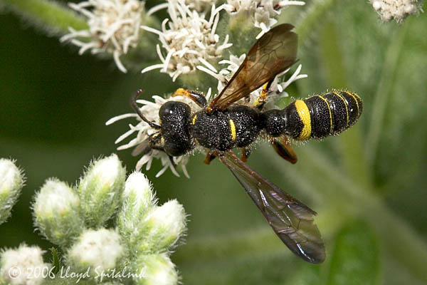 Weevil-wasp