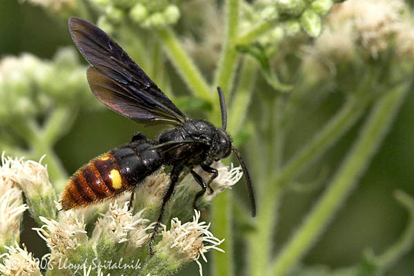 Blue-winged  Wasp