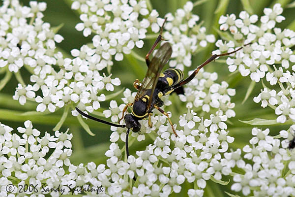 Spider Wasp (male)