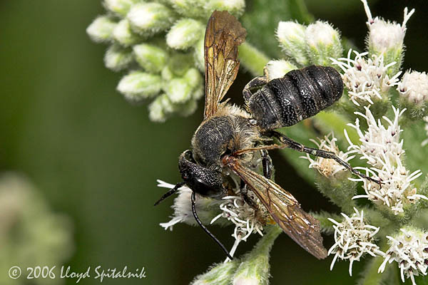 Sculptured  Resin Bee