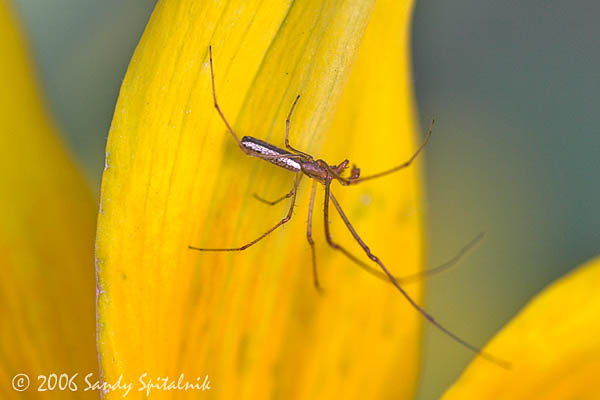 Long-jawed Spider
