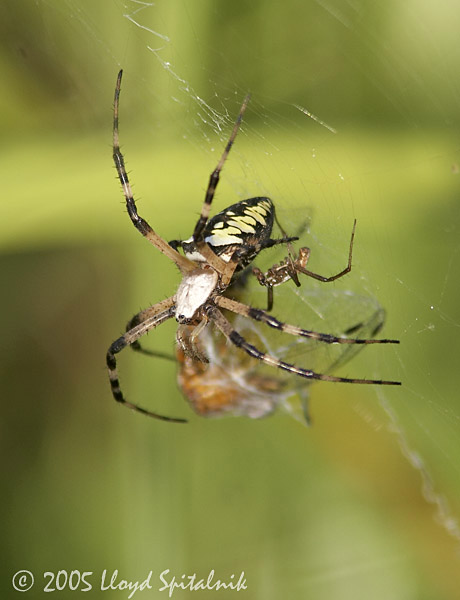Black and Yellow Argiope