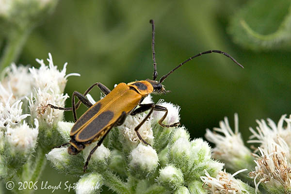 Goldenrod Soldier Beetle
