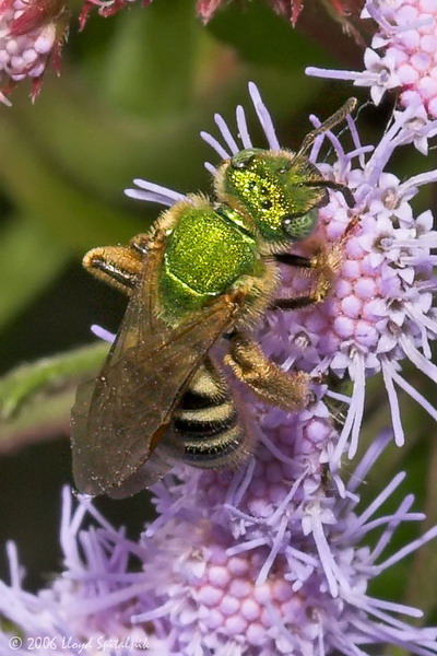 Bicolored Striped-Sweat bee (female)