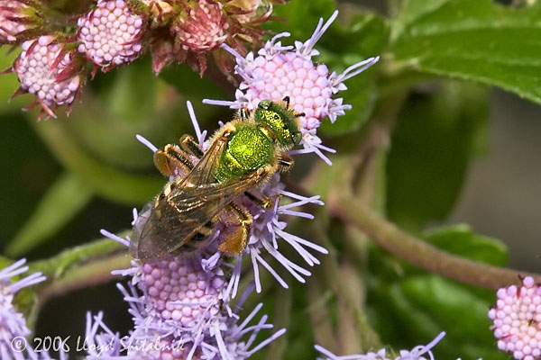 Bicolored Striped-Sweat bee (female)