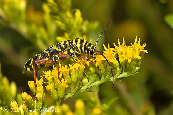 Locust Borer