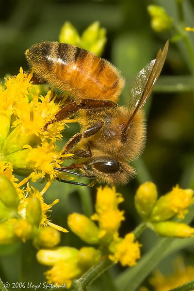 Honey Bee