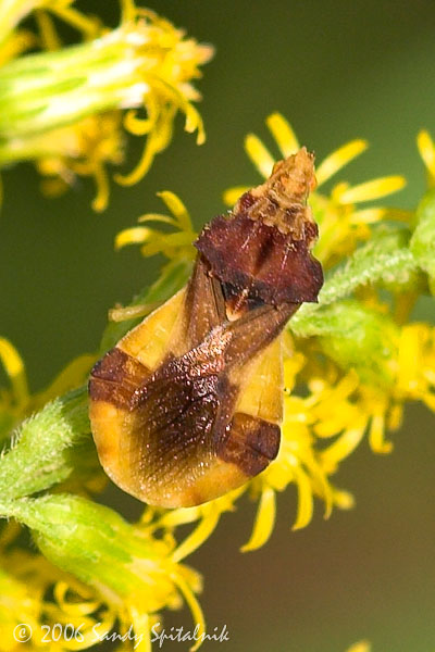 Jagged Ambush Bug