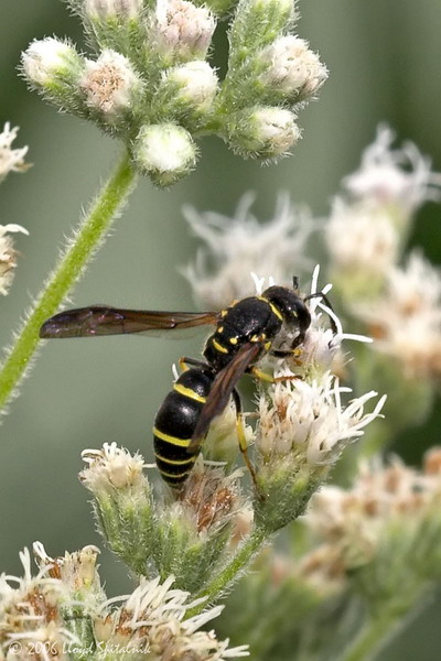 Mason Wasp