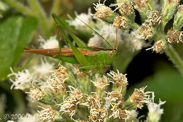 Slender Meadow Katydid