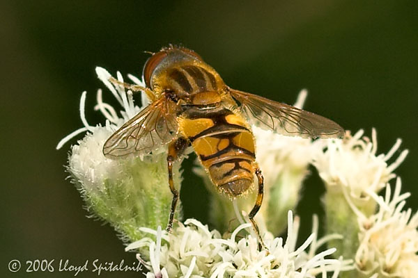 Syrphid (Hover) Fly