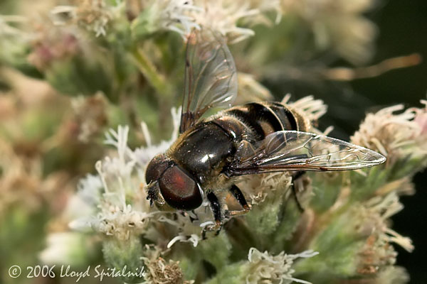 Syrphid (Flower) Fly